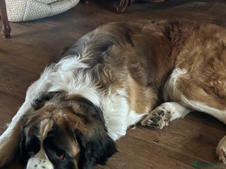 Saint Bernard dogs - Advert 1