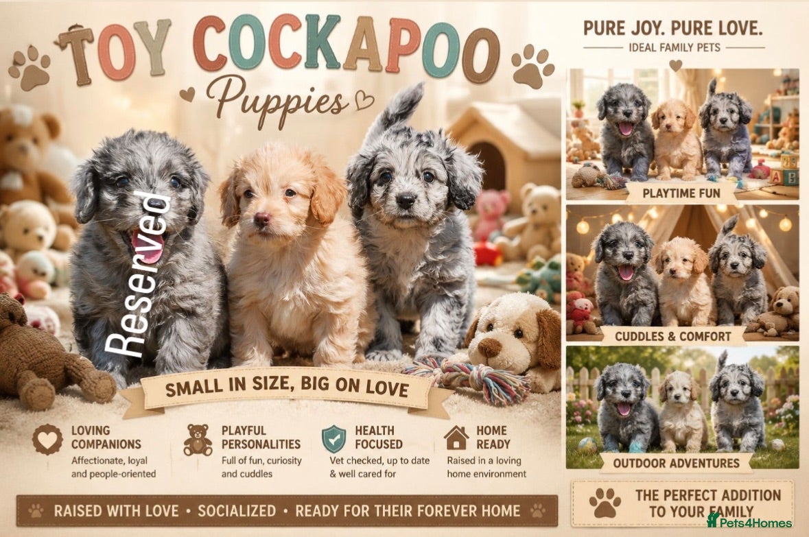 Cockapoo dogs Beautiful puppies  - Advert 8