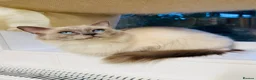 Ragdoll cats for sale: Beautiful ragdoll kittens  - Advert 5