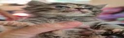 Mixed Breed cats for sale: Ragdoll persians in Sheffield - Advert 4