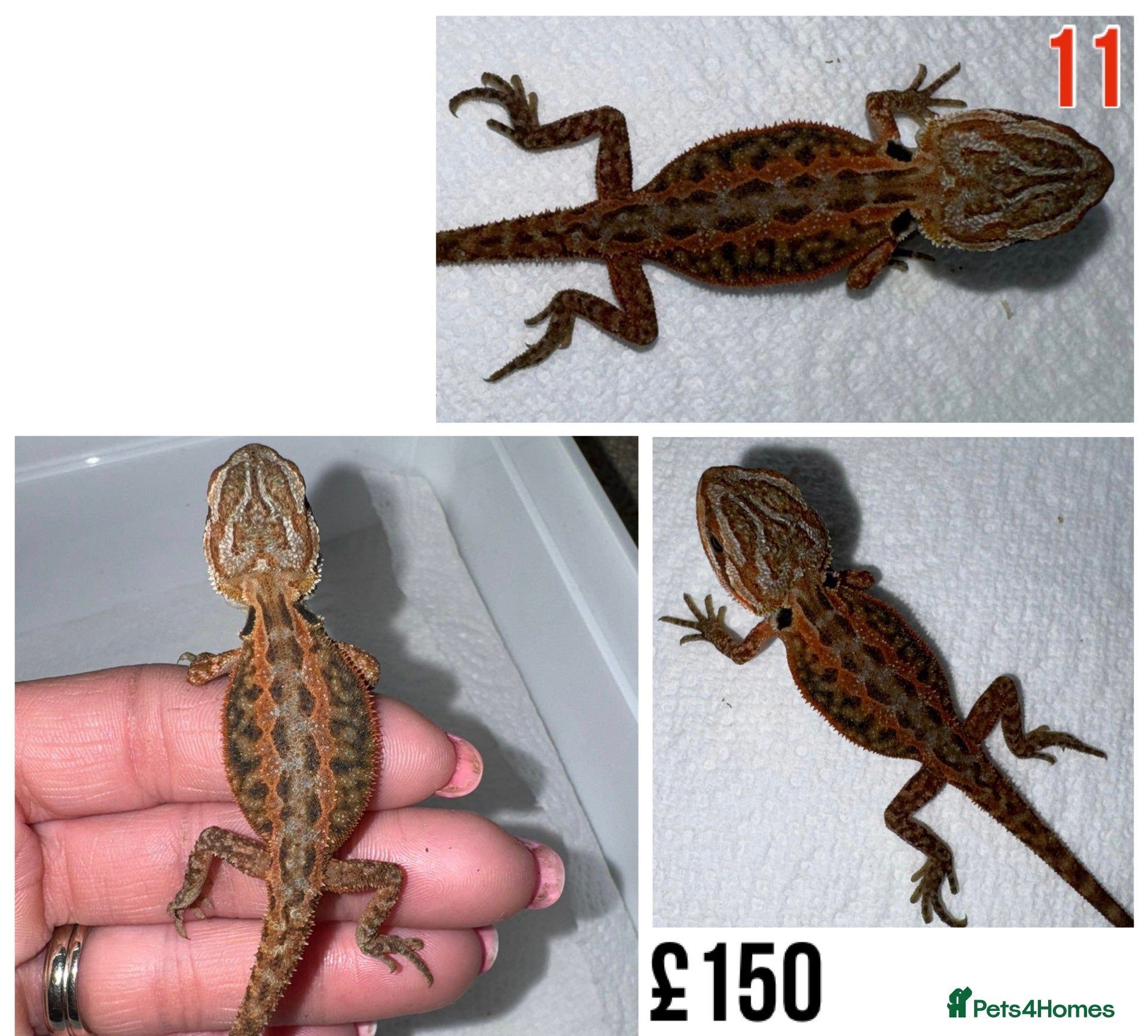 Bearded Dragon reptiles for sale: Baby Bearded Dragons For Sale! - Advert 22