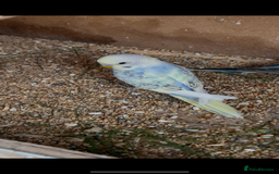 Budgerigars birds for sale: Budgies for sale £15 in Lincoln - Image 7