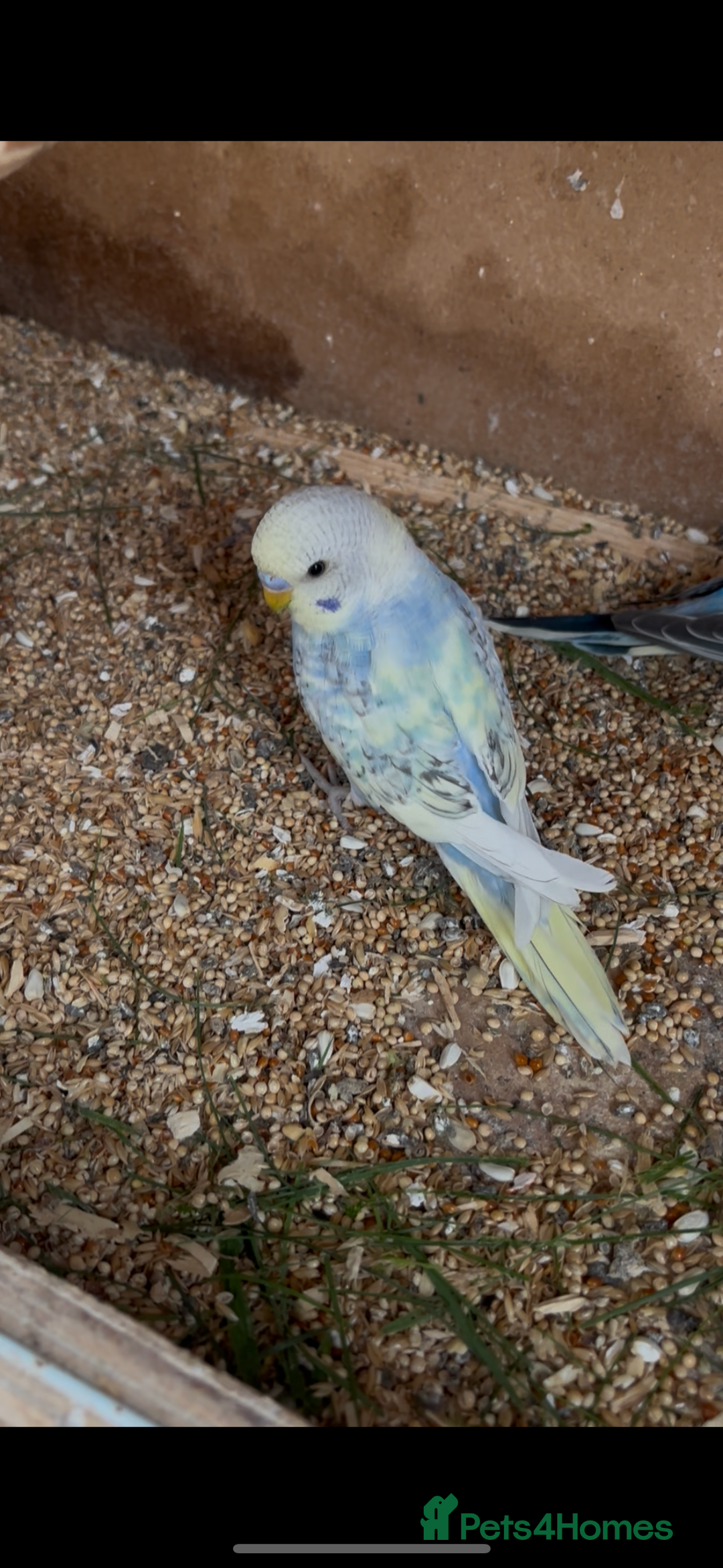 Budgerigars birds for sale: Budgies for sale £15 in Lincoln - Image 7