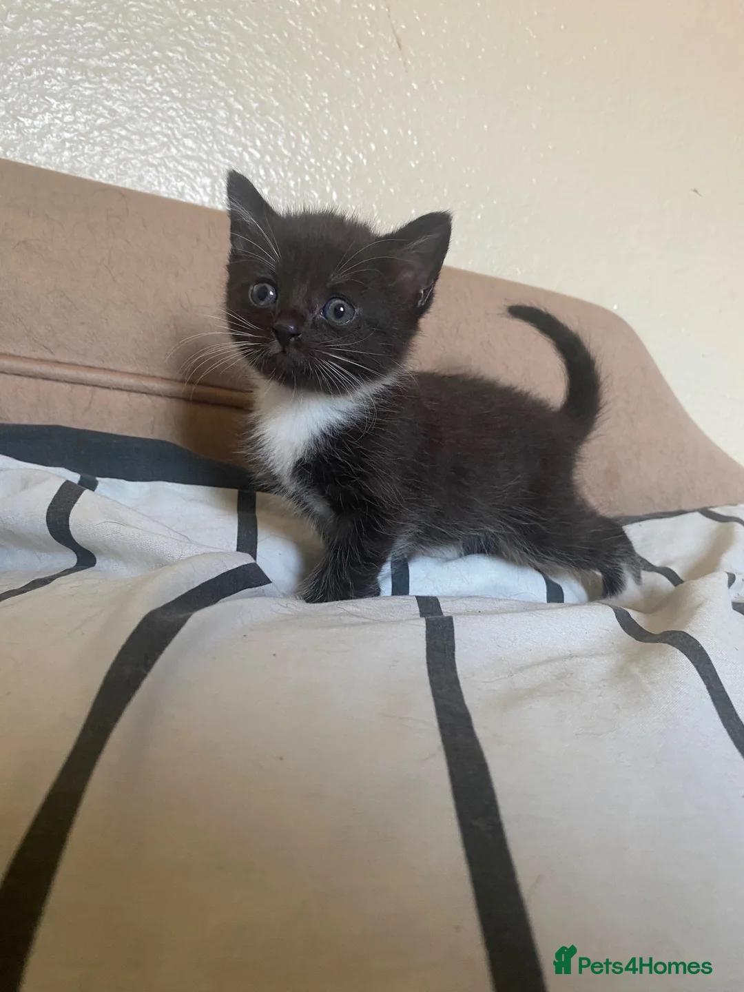 Mixed Breed cats for sale: 3 adorable kittens ready now! - Advert 11