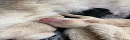 Mixed Breed dogs for sale: Pomsky puppies  - Advert 3