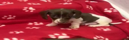 Miniature Dachshund dogs for sale: Beautiful rare piebald miniature dachshund puppies - Advert 7