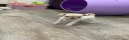 Chihuahua dogs for sale: 5* LICENSED. Gorgeous KC Chihuahua GIRLS - Advert 9