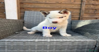 Siberian Husky dogs - Advert 2