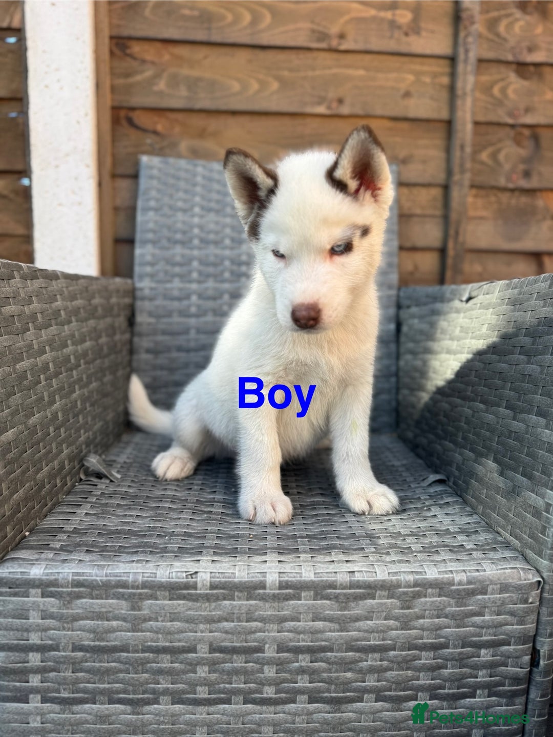 Siberian Husky dogs for sale: Siberian Husky  - Image 2
