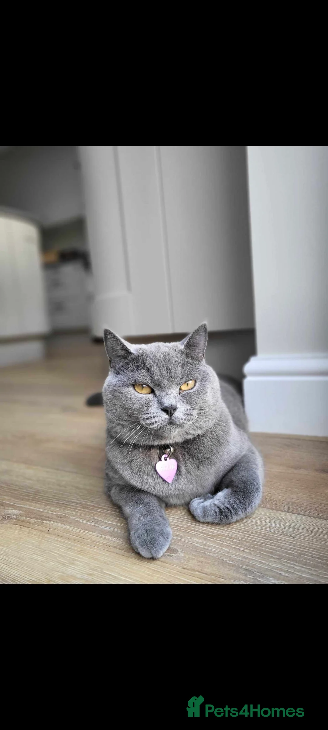 British Shorthair cats for sale: British shorthair for sale - Advert 5