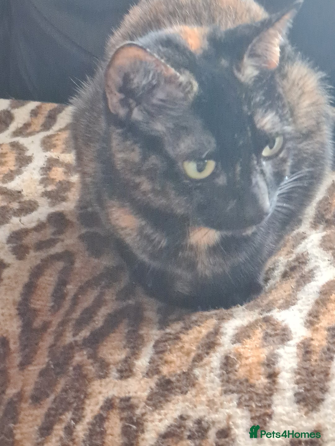 Mixed Breed cats for sale: 2 little baby's ready for their forever homes - Advert 7