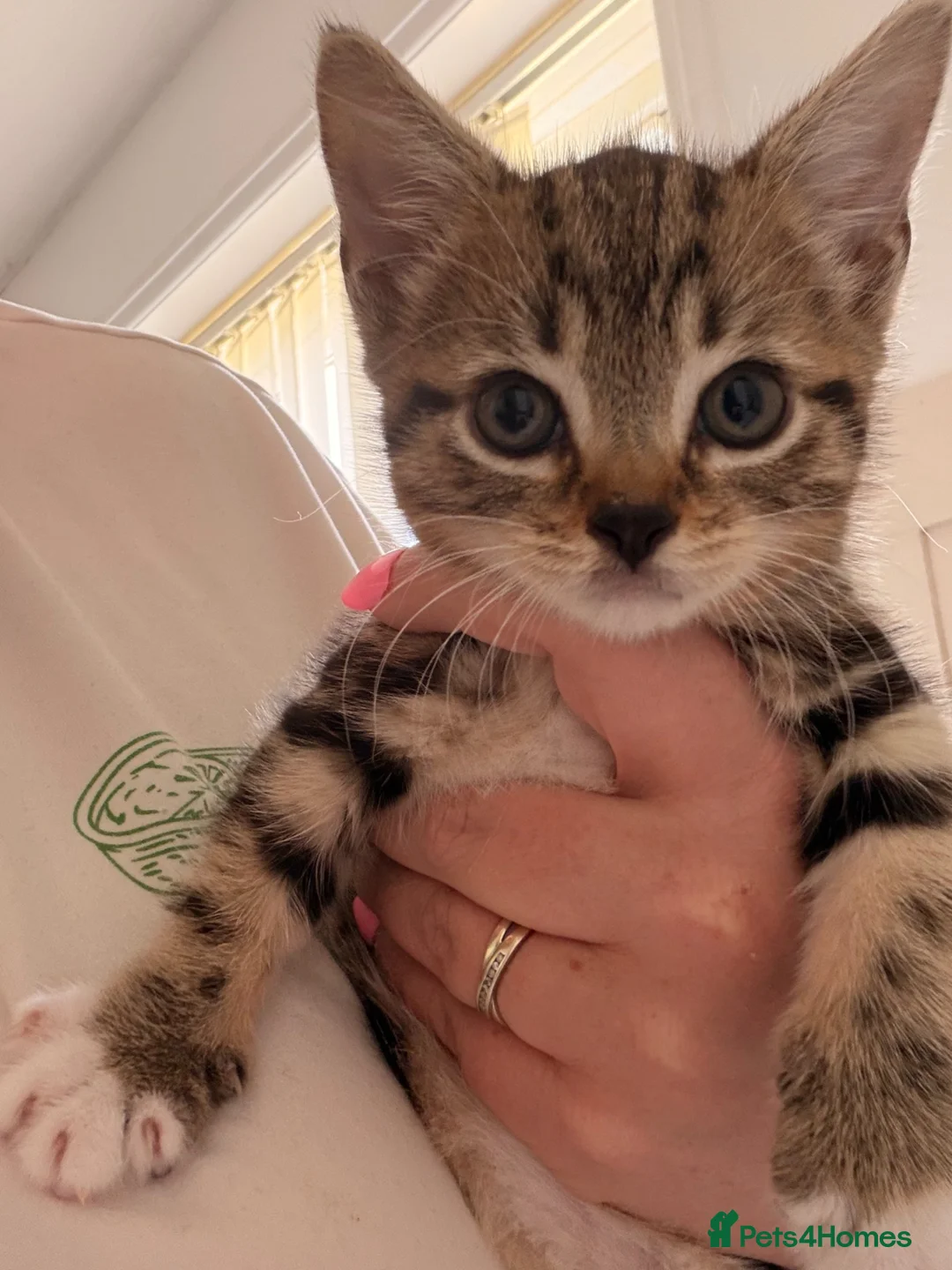 Mixed Breed cats for sale: Tabby Kittens £25 in Cheadle - Advert 5