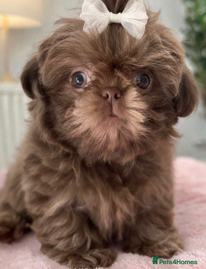 Shih Tzu dogs Ready HEALTH TESTED KC Female 💜 - Advert 14