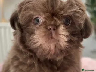 Shih Tzu dogs Ready HEALTH TESTED KC Female 💜 - Advert 14