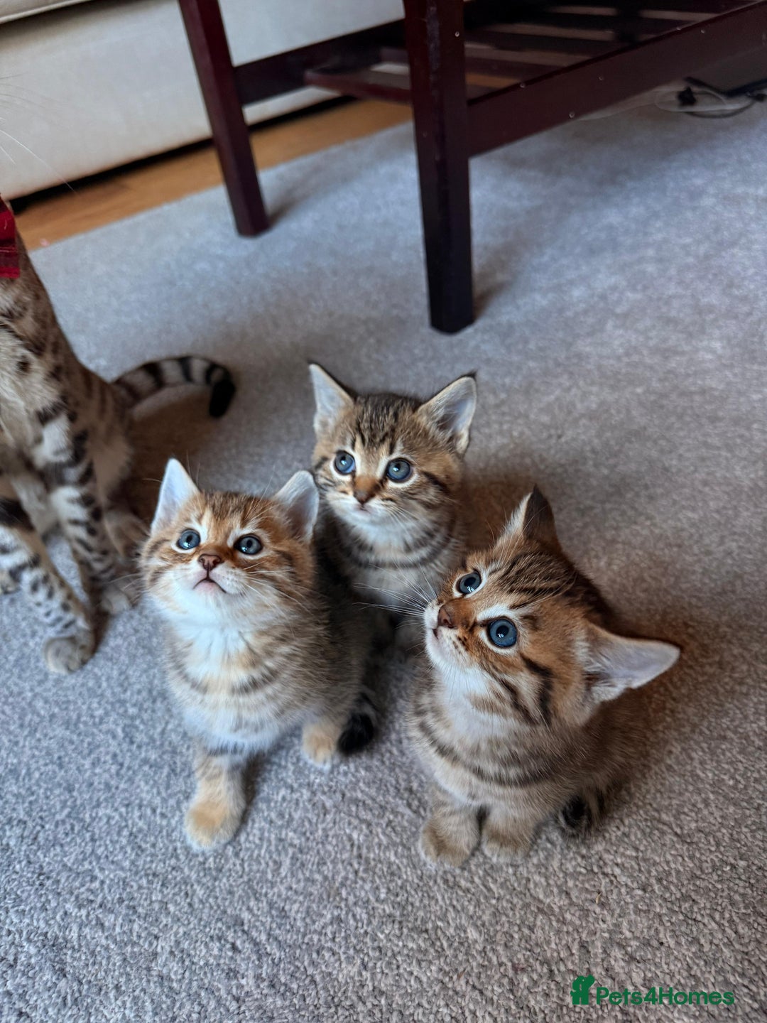 Mixed Breed cats for sale: Beautiful Ragdoll Bengal Cross Kittens - Advert 25
