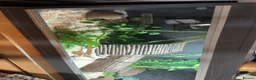 Corn Snake reptiles for sale: Corn snake.  - Advert 4