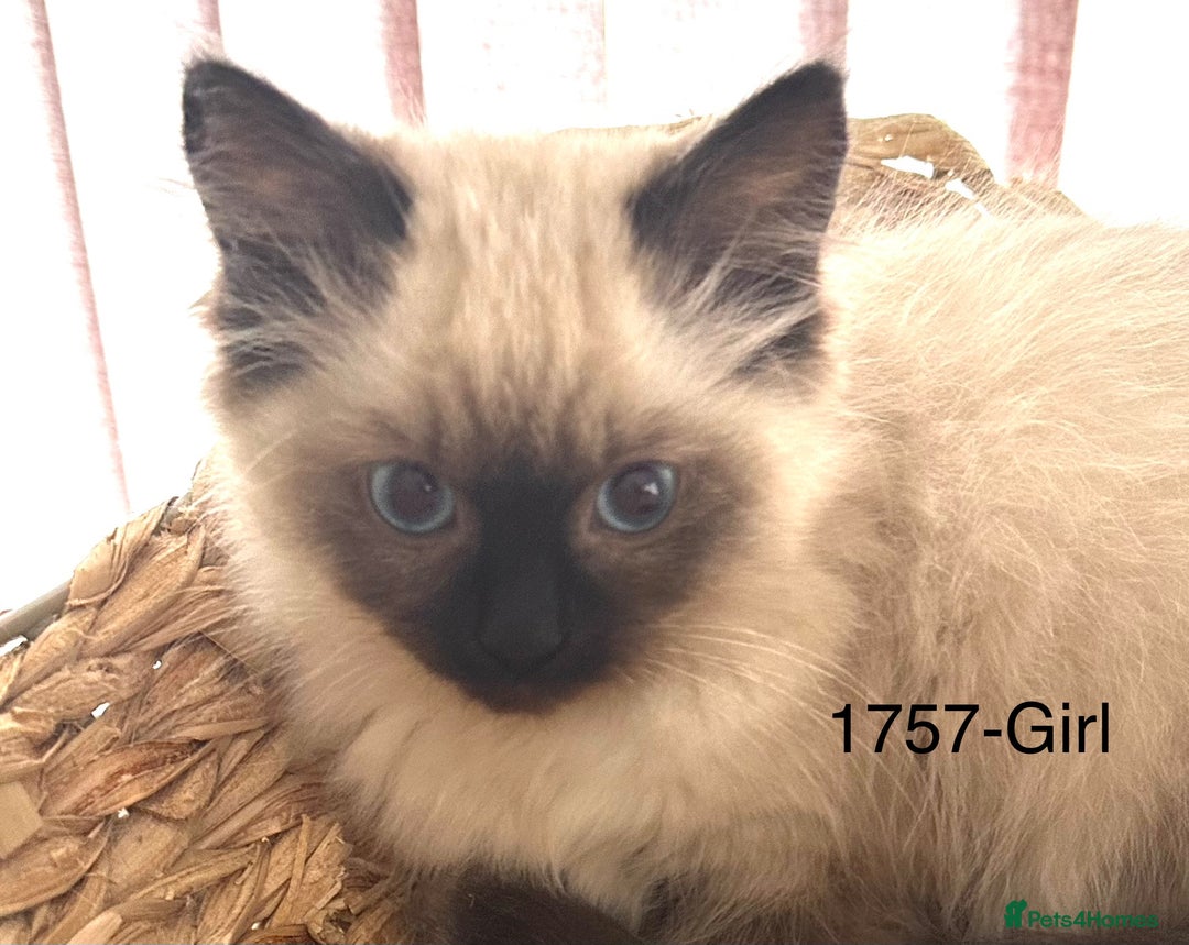 Ragdoll cats for sale: Gorgeous Ragdolls - Advert 10