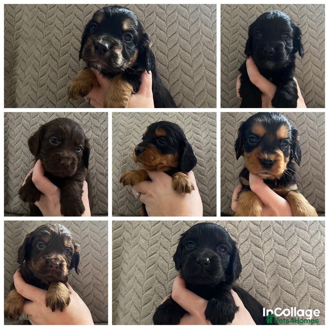 Cocker Spaniel dogs for sale: Working cocker spaniel puppies  - Image 1