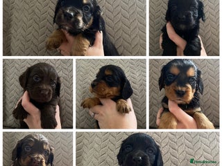 Cocker Spaniel dogs - Advert 9