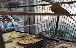 Budgerigars birds for sale: Baby budgies beautiful colours  - Image 5
