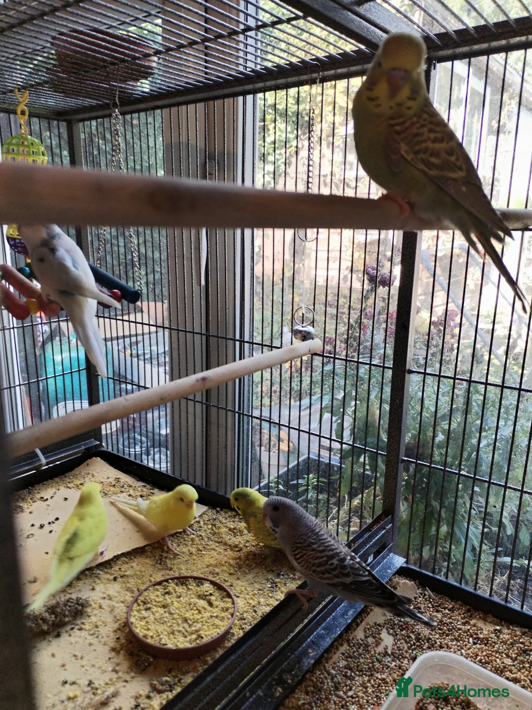 Budgerigars birds for sale: Baby budgies beautiful colours  - Image 5