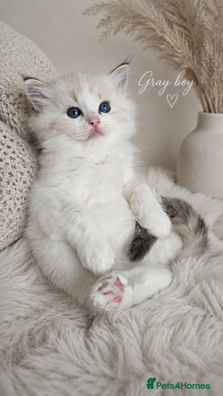 Ragdoll cats Stunning Ragdoll Kittens – Boys Only (TICA) - Advert 2