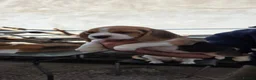 Beagle dogs for sale: 🐾Beautiful Beagle Puppies For Sale!🐶💕 - Advert 31