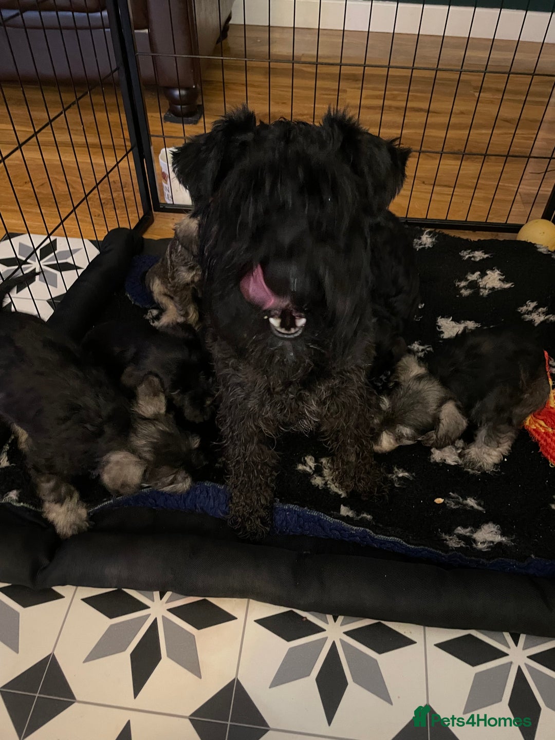 Miniature Schnauzer dogs for stud: KC reg Miniature Schnauzer Proven 'super' Stud  in Cockermouth - Advert 3