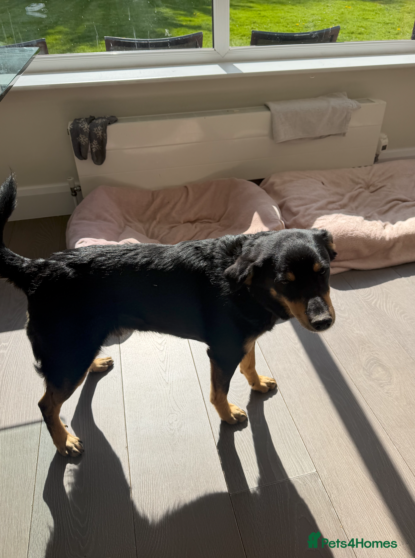 Mixed Breed dogs Gatto - Advert 3