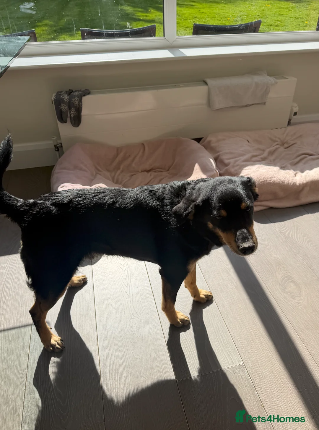 Mixed Breed dogs for adoption: Gatto - Advert 1