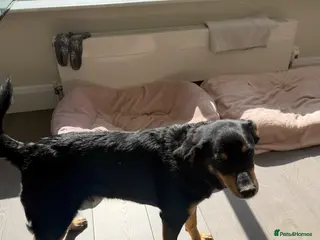 Mixed Breed dogs Gatto - Advert 2