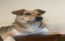 Mixed Breed dogs for adoption: Winter ❄️  - Image 5