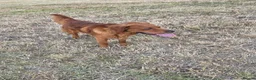 Golden Retriever dogs for stud: Kc registered dark red stud dog  - Advert 1
