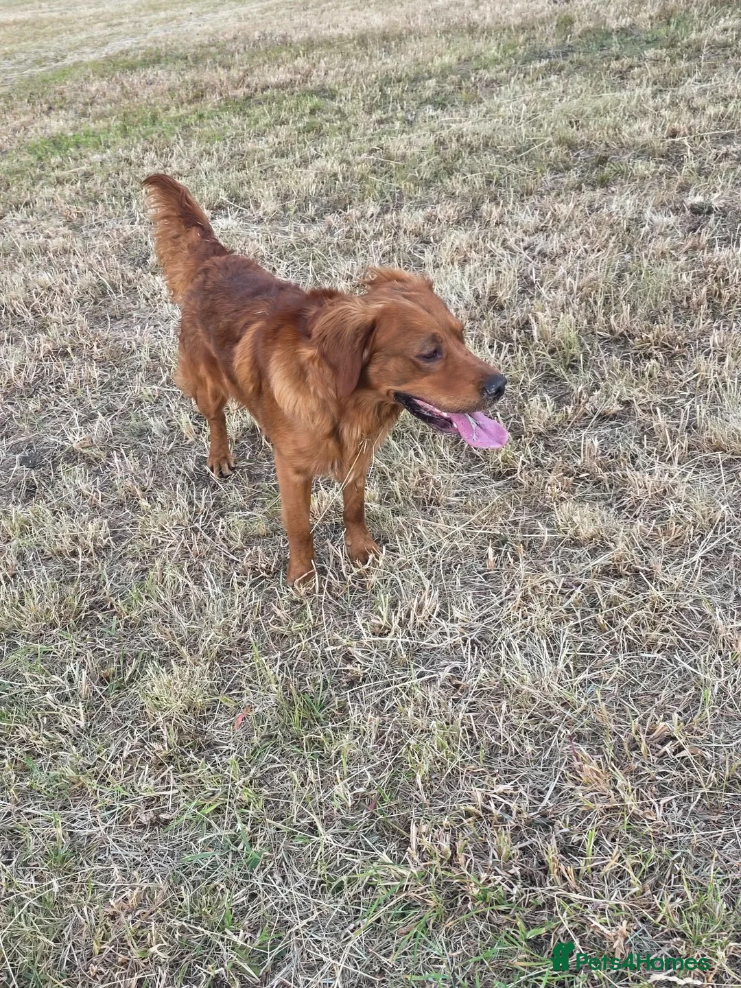 Golden Retriever dogs for stud: Kc registered dark red stud dog  - Advert 1