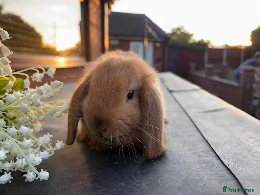 Mini Lop rabbits for sale: 🥕🐰Beautiful mini lops🐰🥕 - Advert 13
