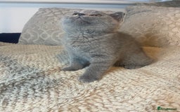 British Shorthair cats for sale: Gccf reg blue bsh kittens active - Image 22