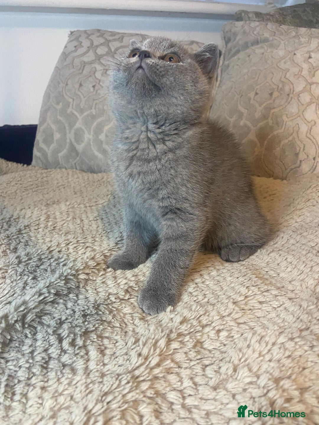British Shorthair cats for sale: Gccf reg blue bsh kittens active - Image 22