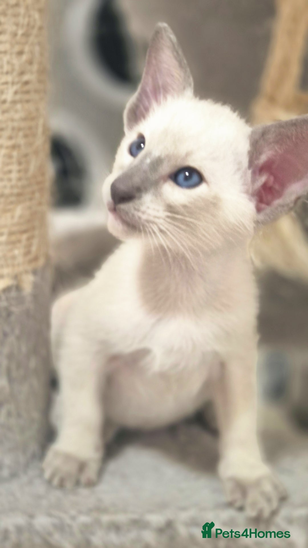 Oriental cats for sale: Oriental and Siamese Gccf registered kittens. - Image 21
