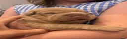 Mixed Breed dogs for sale: Sharpei pups - Advert 4