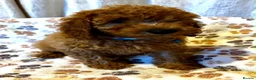 Cavapoo dogs for sale: Cavapoo puppys - Advert 2