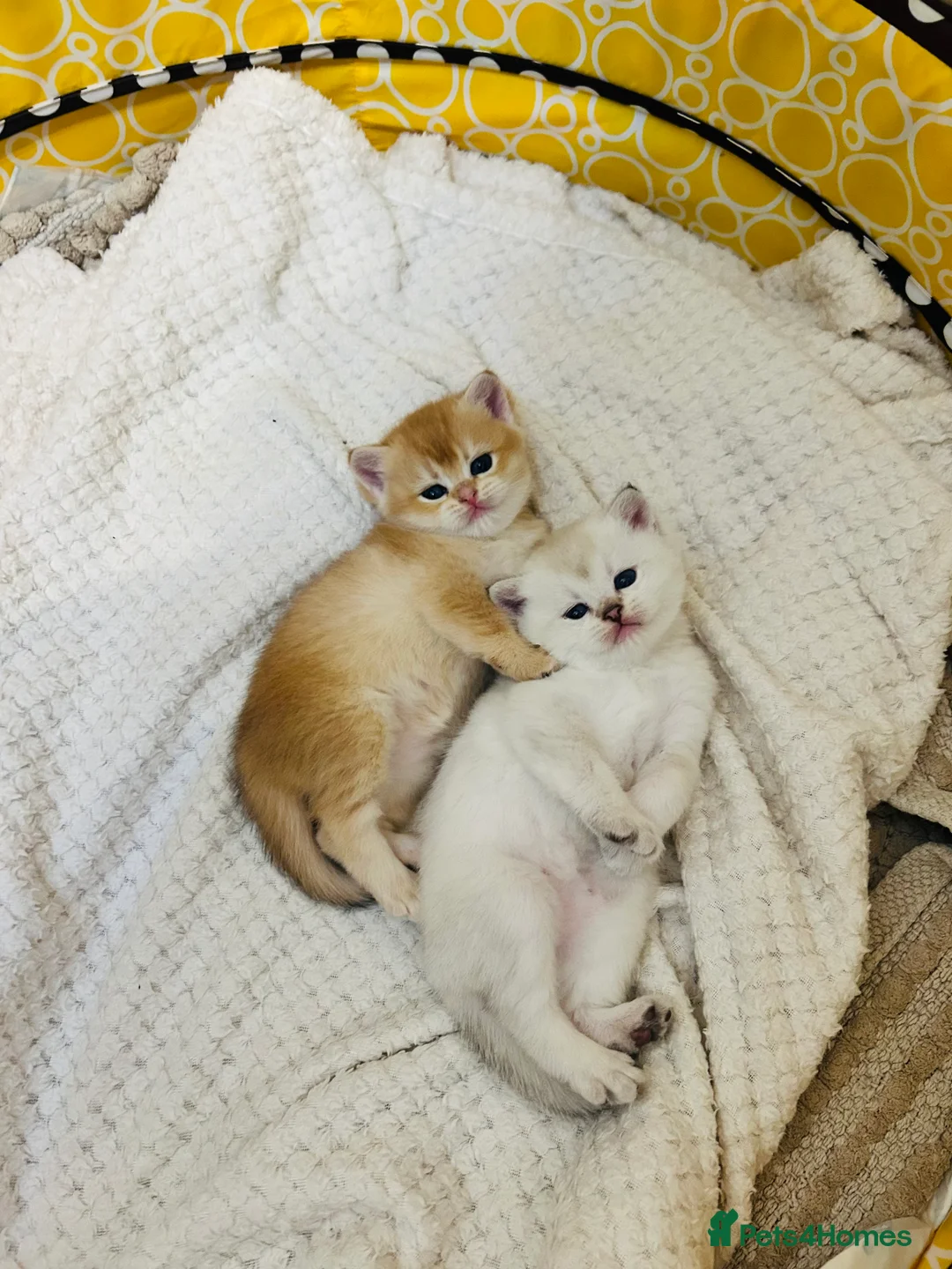 Scottish Fold cats for sale: Fall in love Reservations open beautiful kitties  - Advert 11