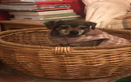 Mixed Breed dogs for adoption: Tiny mother & daughter - Image 3