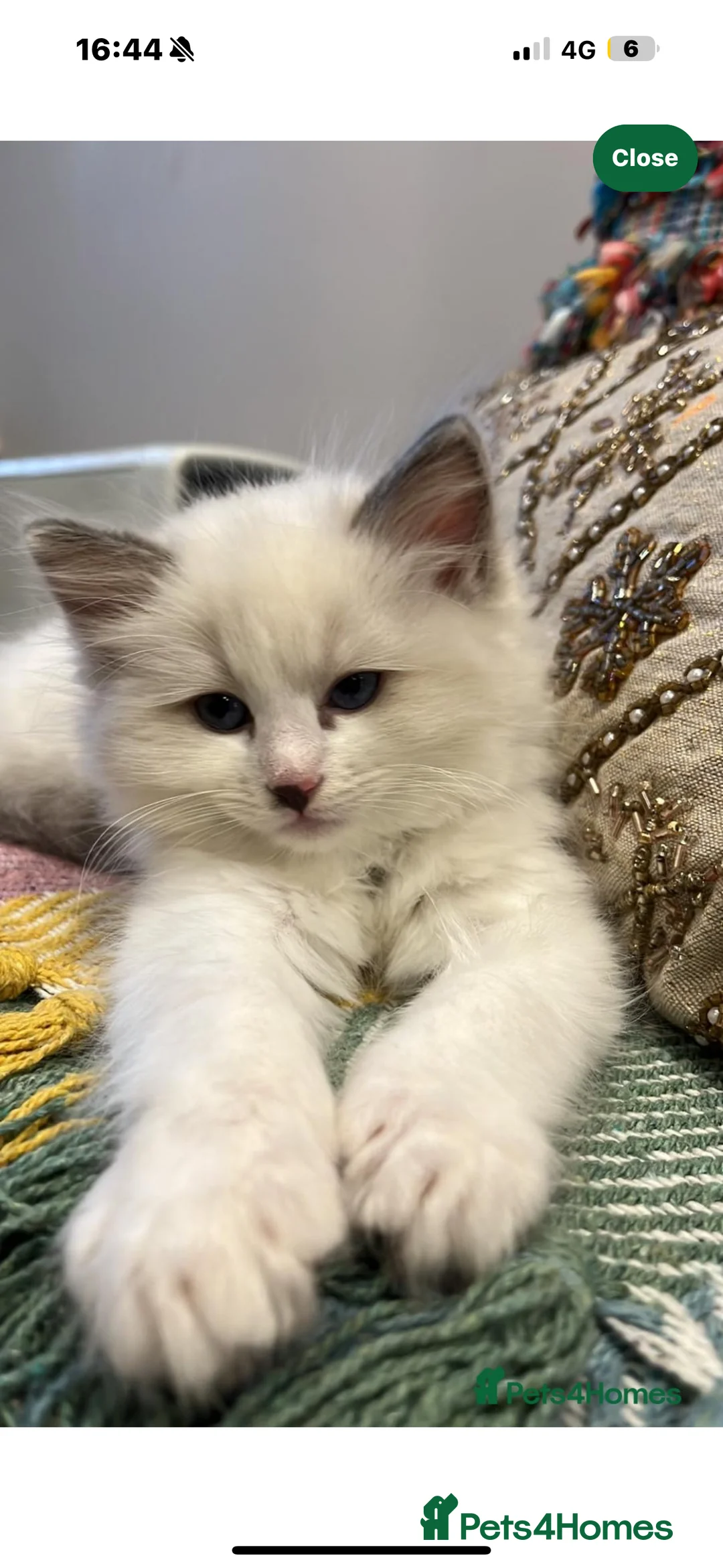 Ragdoll cats for sale: My Gorgeous Snowy Has Given Birth!!! - Advert 2