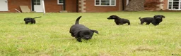 Labrador Retriever dogs for sale: Working KC Black Labrador Pups - Advert 3