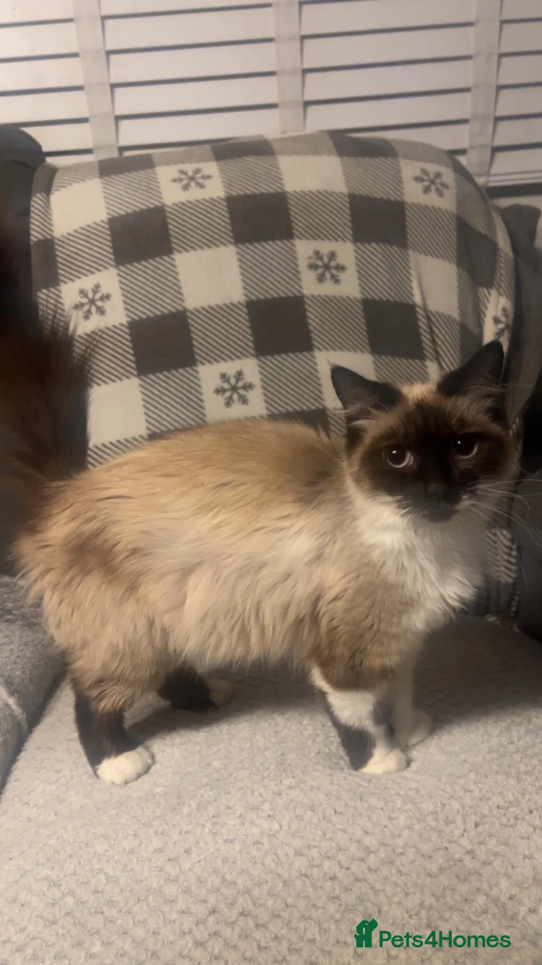 Balinese cats for sale: Beautiful 6 kittens half Balinese  - Advert 1