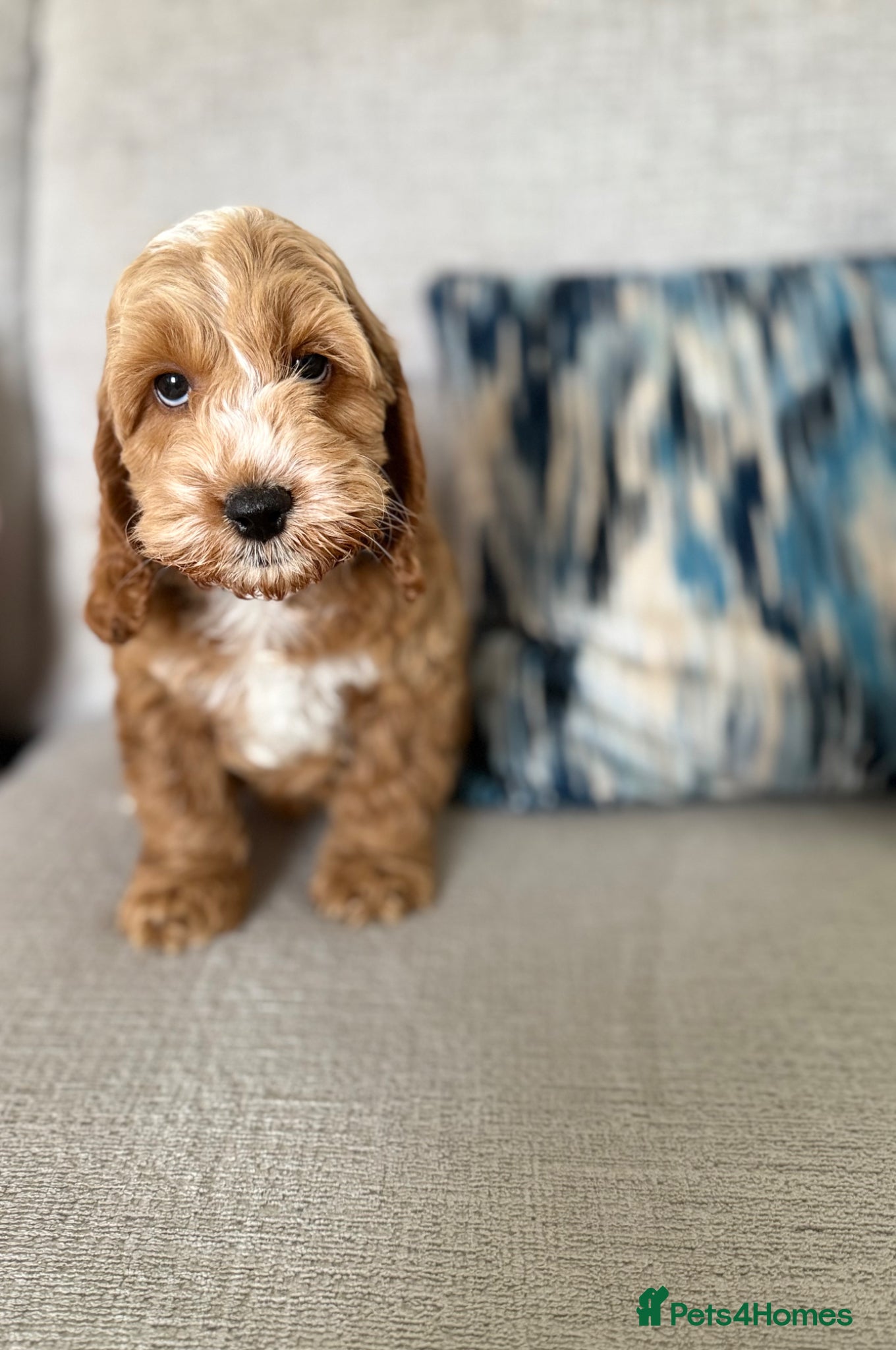 Cockapoo dogs F1 cockapoo puppies ‼️PRICE DROP‼️ - Advert 4