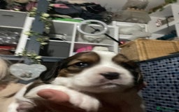 Cavapoo dogs for sale: Beautiful Cavapoo puppies - Image 17