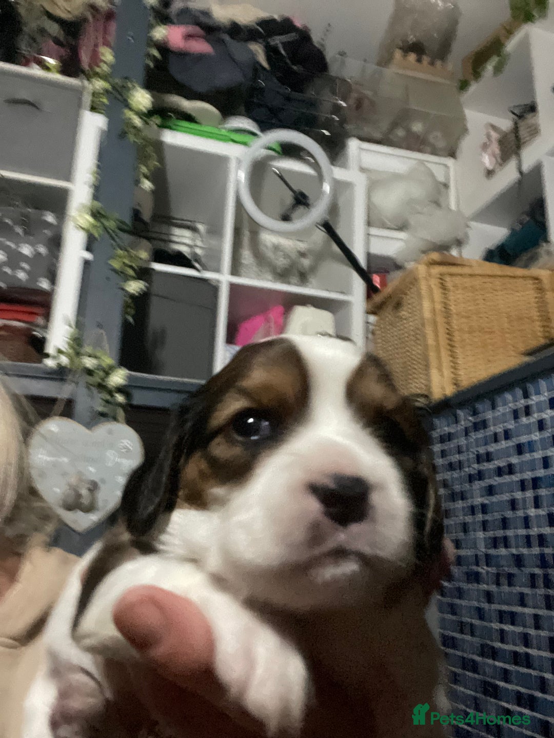 Cavapoo dogs for sale: Beautiful Cavapoo puppies - Image 17