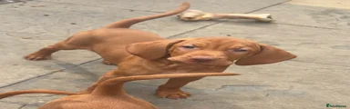 Hungarian Vizsla 2