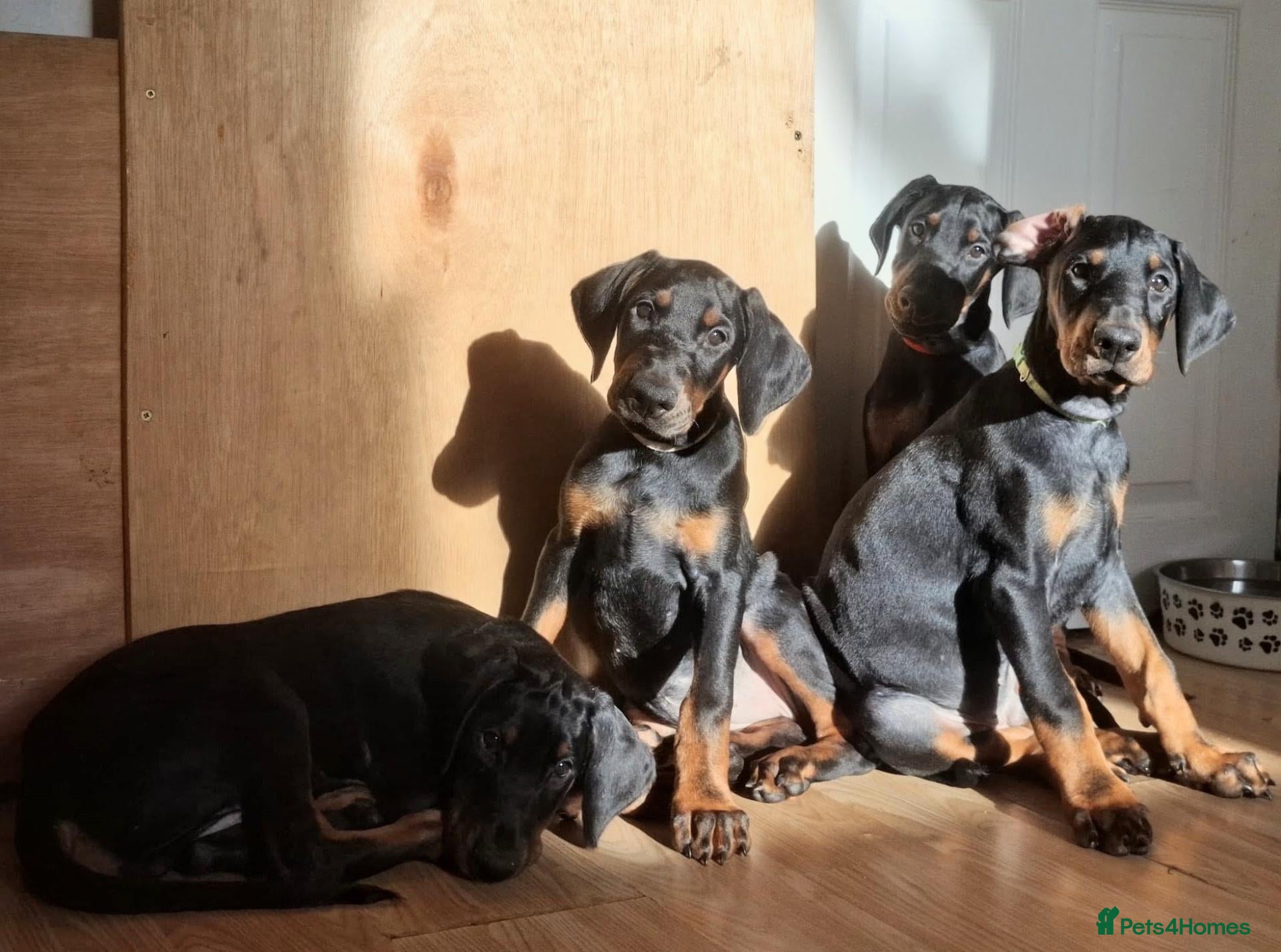 Dobermann dogs Ready for new homes today!Vaccination✅ microchip✅ - Advert 14